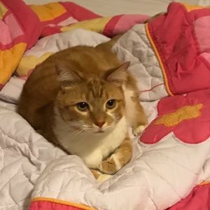 Meet your Posher, Hailey